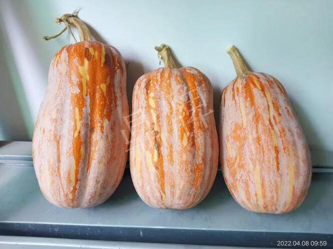 蔬菜種子種植戶客戶點評-去年的南瓜，放到現(xiàn)在還完好！能賣什么價？