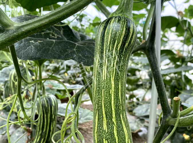 蔬菜種子種植戶客戶點(diǎn)評(píng)-打破常規(guī)，我的南瓜賣7元1斤……