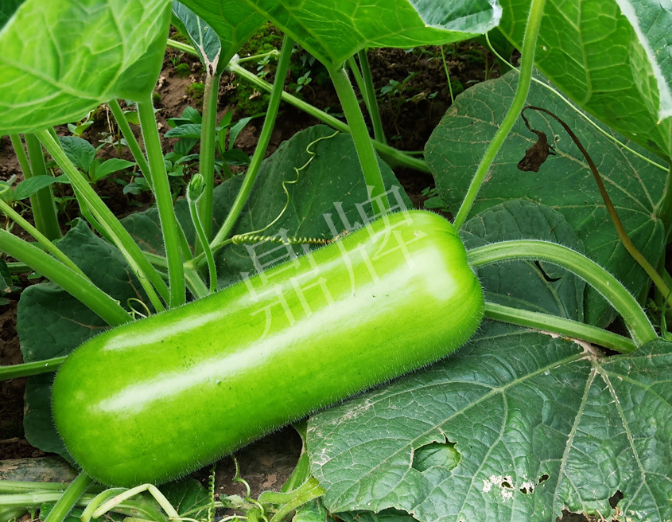 蔬菜種子種植戶客戶點(diǎn)評(píng)-牛逼！我露地栽培的瓠瓜，比別人大棚的還早上市！