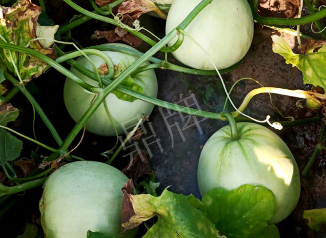 蔬菜種子種植戶客戶點(diǎn)評(píng)-種植這個(gè)品種，謹(jǐn)防小偷?。。?></a></div>
          <div   id=