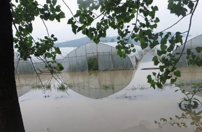 蔬菜種子種植戶客戶點(diǎn)評(píng)-可惜了！我的甜瓜被水淹了，還有救嗎？