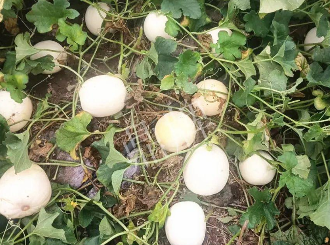 蔬菜種子種植戶客戶點(diǎn)評(píng)-什么？這個(gè)白皮甜瓜紅得發(fā)紫？