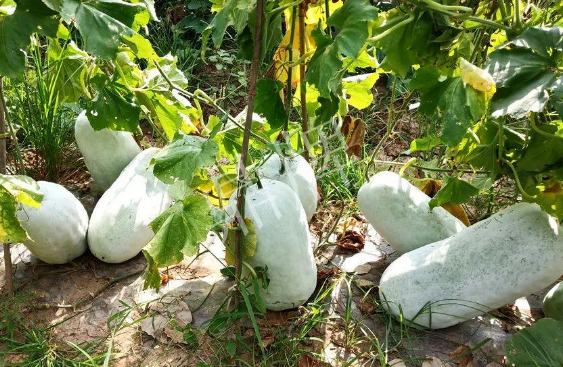 蔬菜種子種植戶客戶點(diǎn)評-驚訝！炎炎烈日下，小孩大聲喊：“大雪球！大雪球……”怎樣一回事？