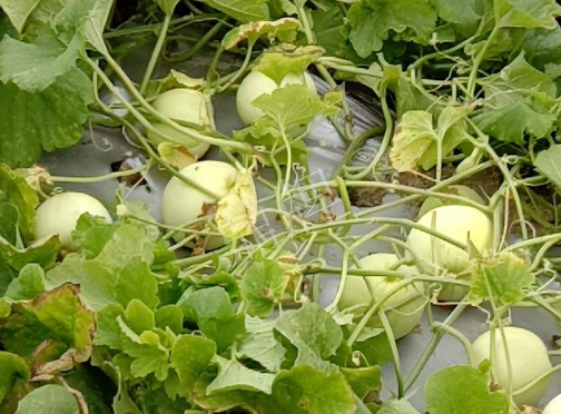 蔬菜種子種植戶客戶點(diǎn)評-種植甜瓜20年，這個品種讓我更省心！