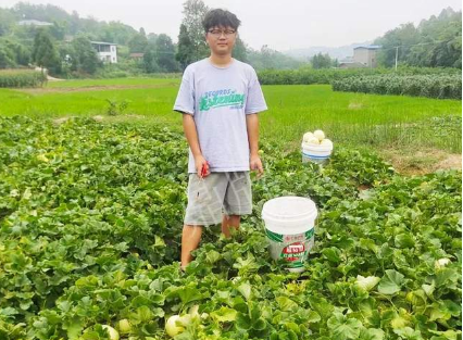 蔬菜種子種植戶客戶點(diǎn)評-甜瓜新品上市，每個賣9元，很暢銷！