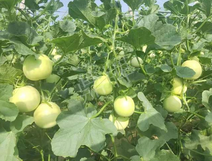 蔬菜種子種植戶客戶點(diǎn)評-種植這個(gè)新品種，我感到非常滿意！