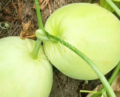 蔬菜種子種植戶客戶點(diǎn)評-我終于找到滿意的甜瓜品種了！