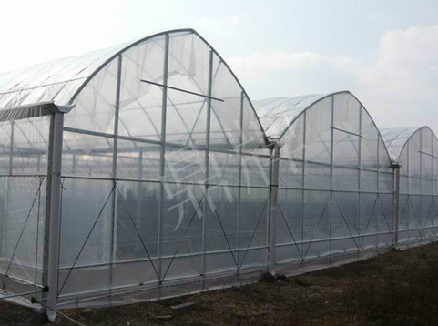 蔬菜種子種植戶客戶點(diǎn)評-鼎牌瓠瓜上市早，地頭批發(fā)價(jià)達(dá)到8元/斤，種植基地王老板告訴您！