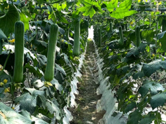 蔬菜種子種植戶客戶點(diǎn)評-高手在民間，浙江蒼南的絲瓜在下半年至春節(jié)，都有大量上市！