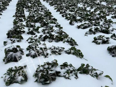 蔬菜種子種植戶客戶點(diǎn)評-春節(jié)期間，2畝雜交“東漢菜”一批就賣了2萬多元！