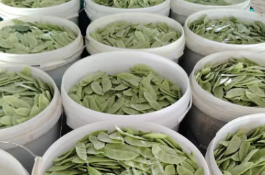 蔬菜種子種植戶客戶點評-時隔20年，我再種這個品種，大家來看看，怎么樣？