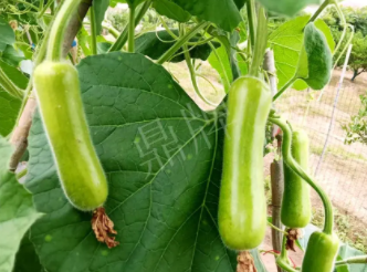 蔬菜種子種植戶客戶點評-科研人員發(fā)誓研究的一個抗高溫品種，您可能需要！