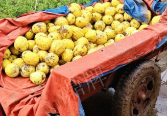 蔬菜種子種植戶客戶點評-持續(xù)暴雨天氣，這個品種幫我們渡過了難關(guān)，收入還滿意！