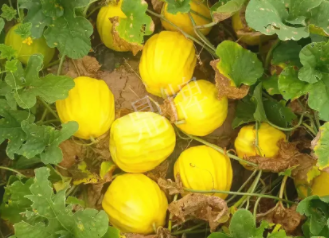 蔬菜種子種植戶客戶點評-瓜農(nóng)說：“還得是這個品種啊！”，什么品種讓種植戶如此感慨？