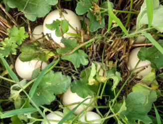 蔬菜種子種植戶客戶點評-一個會寫詩的農(nóng)民，把甜瓜種在草叢中，結(jié)果怎樣？