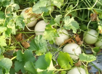 蔬菜種子種植戶客戶點評-真有這么好嗎？這個品種我試種了一畝地，猜猜我賣了多少錢？