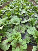 蔬菜種子種植戶客戶點評-第一次種植這種菜，現(xiàn)在可以上市了，大家?guī)臀医ㄗh一下，能賣個什么價格？