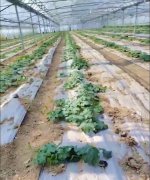 蔬菜種子種植戶客戶點(diǎn)評-三倍體絲瓜到底是斷頭好？還是不斷頭好？看看這位老板的做法……