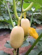 蔬菜種子種植戶客戶點(diǎn)評-瓜菜價格不好，太卷了！看一位種植大戶穩(wěn)穩(wěn)賺錢的經(jīng)驗(yàn)…