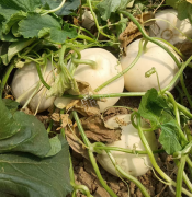 蔬菜種子種植戶客戶點(diǎn)評-我種植的這個品種，稱得上“白馬王子”，與大家分享！