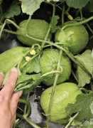 蔬菜種子種植戶客戶點(diǎn)評-瓜商喜歡、消費(fèi)者喜歡，這個品種就好銷售！