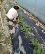 蔬菜種子種植戶客戶點(diǎn)評-我想要一個抗高溫又品質(zhì)優(yōu)良的甜瓜品種，終于找到了！