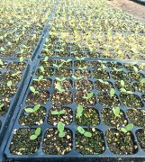 蔬菜種子種植戶客戶點(diǎn)評-高溫+病毒，雙重暴擊！今年種植這個品種能賺錢嗎？